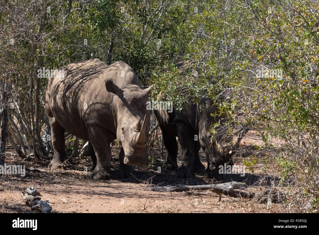 Rhinocéros blancs à Mkhaya Game Reserve, au Swaziland Banque D'Images