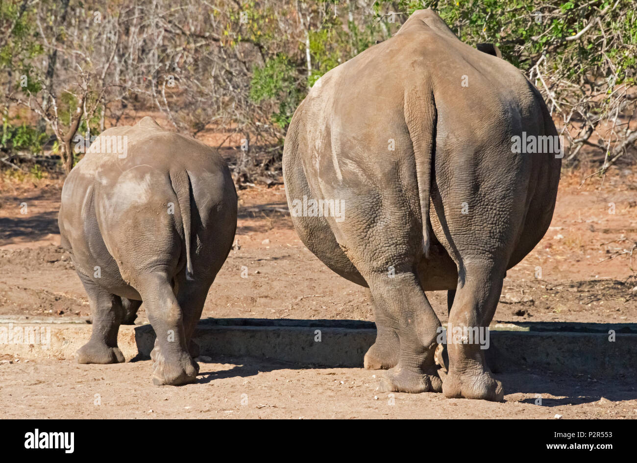 Les rhinocéros blancs, mère avec cub, Mkhaya Game Reserve, au Swaziland Banque D'Images