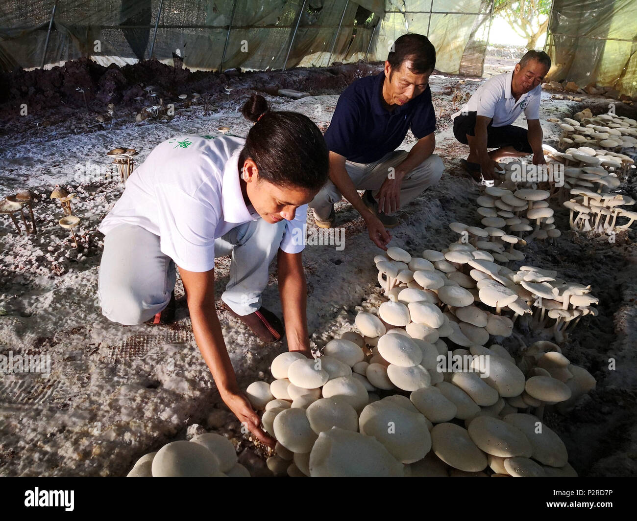 Suva, Fidji. 12 Juin, 2018. Les experts chinois et les travailleurs fidjiens vérifier les champignons à Nadi, Fidji, 12 juin 2018. Juncao, une sorte d'herbe introduite à partir de la Chine, a apporté des bénéfices tangibles aux Fidjiens, que non seulement il participe à l'élaboration d'une culture de champignons à faible coût, mais aussi de l'industrie produit des aliments de bétail et réduit au minimum l'érosion du sol dans la nation insulaire du Pacifique. Credit : Zhang Yongxing/Xinhua/Alamy Live News Banque D'Images