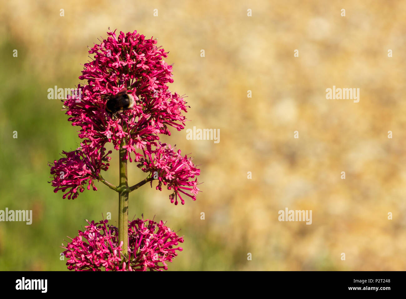 Un gros plan d'une abeille en train de faire son chemin autour d'un rouge de valériane fleurs ; qui est une fleur sauvage Anglais. Banque D'Images