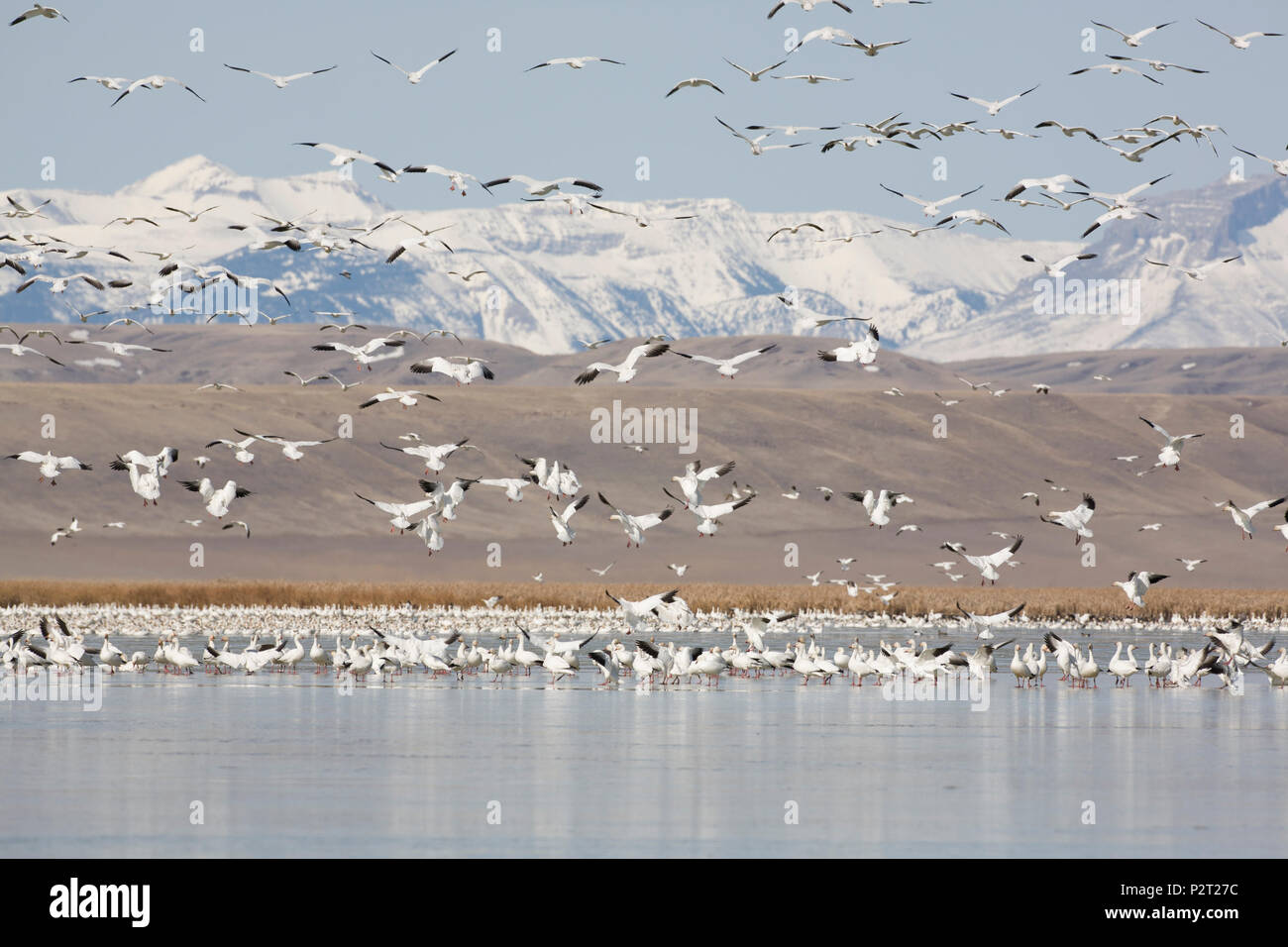 Des sommets enneigés des Rocheuses au-delà battant des neiges. Halte migratoire est près de champs d'orge fourniture principale source de nourriture, Freezout Lake, MT. Banque D'Images