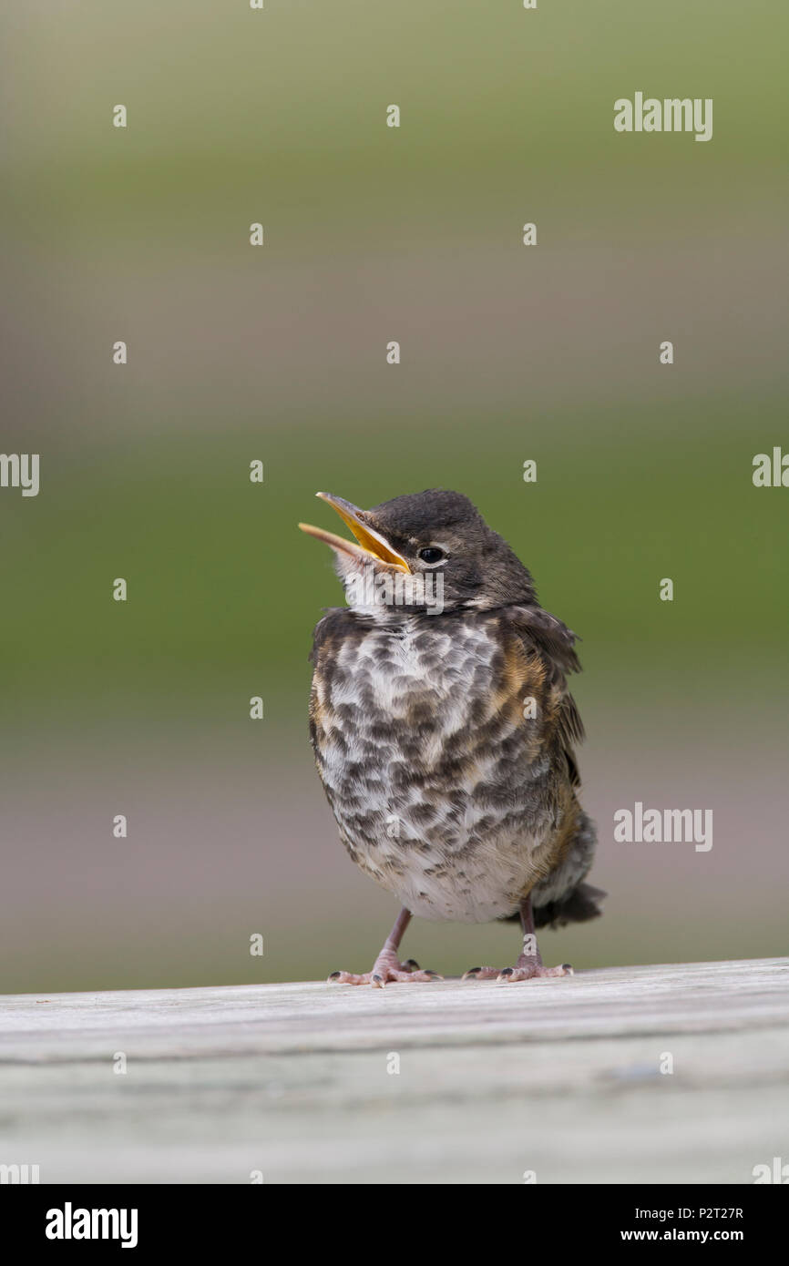 Jeune merle d'Amérique (Turdus migratorius) sons de sa perche sur une table de pique-nique. Banque D'Images