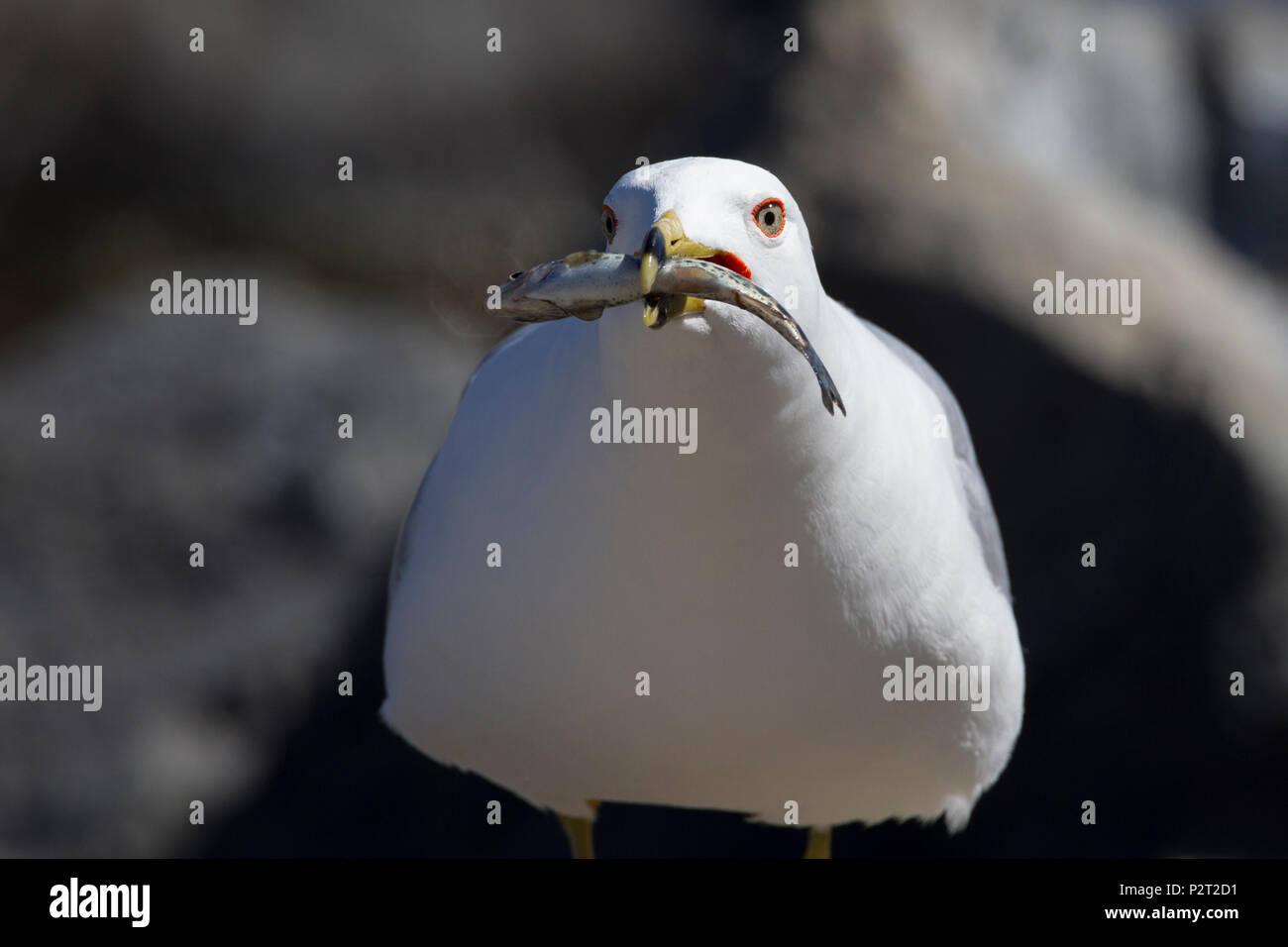 Les goélands à bec cerclé (Larus delawarensis) offrant une nouvelle prise d'argent. Pendant la parade nuptiale le mâle nourrit ses goélands s'accoupler. Banque D'Images