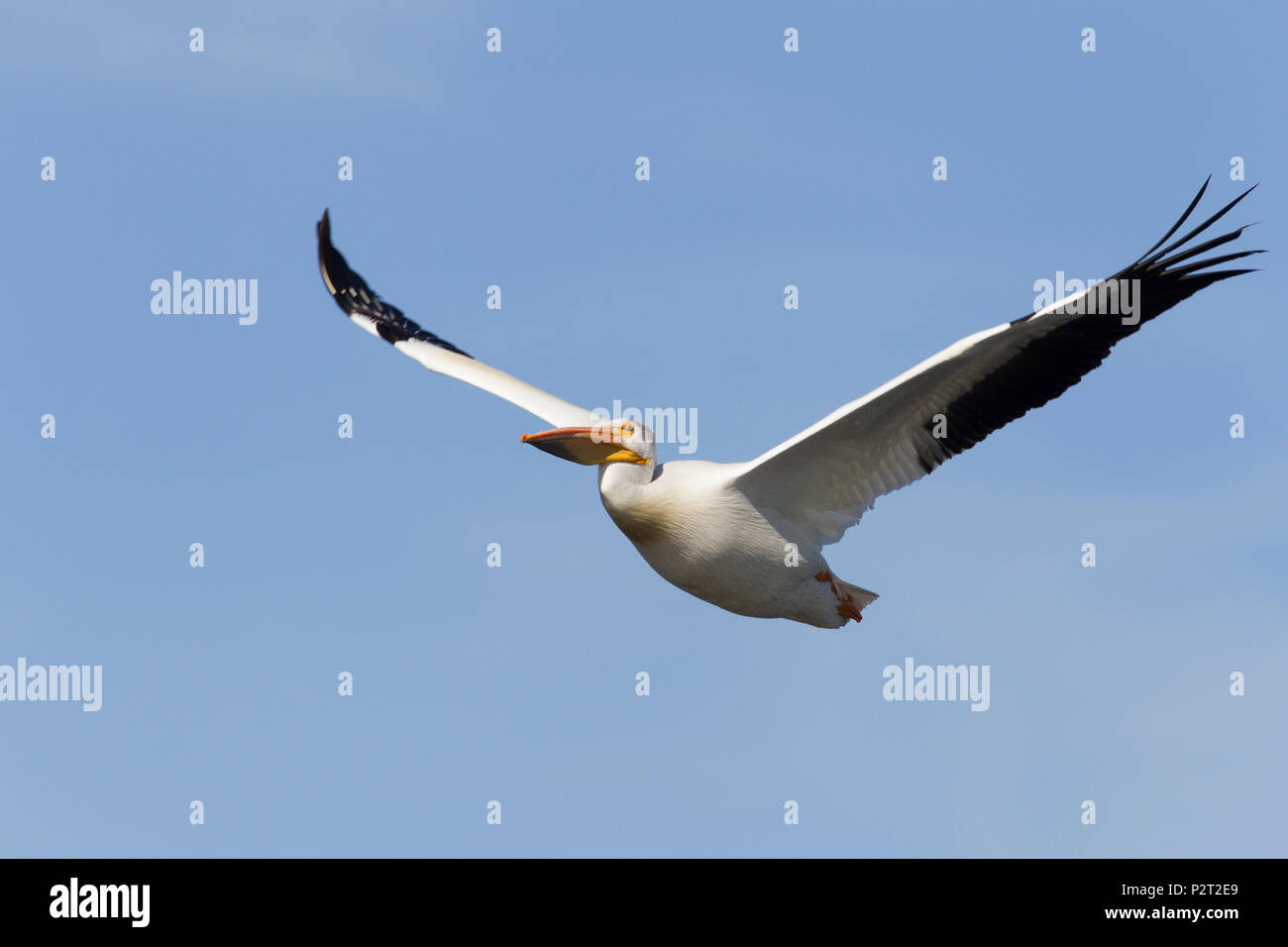 Pélican blanc (Pelecanus erythrorhycos), vole à Arod Lacs Zone importante pour les oiseaux, Teton Comté, MT. Banque D'Images