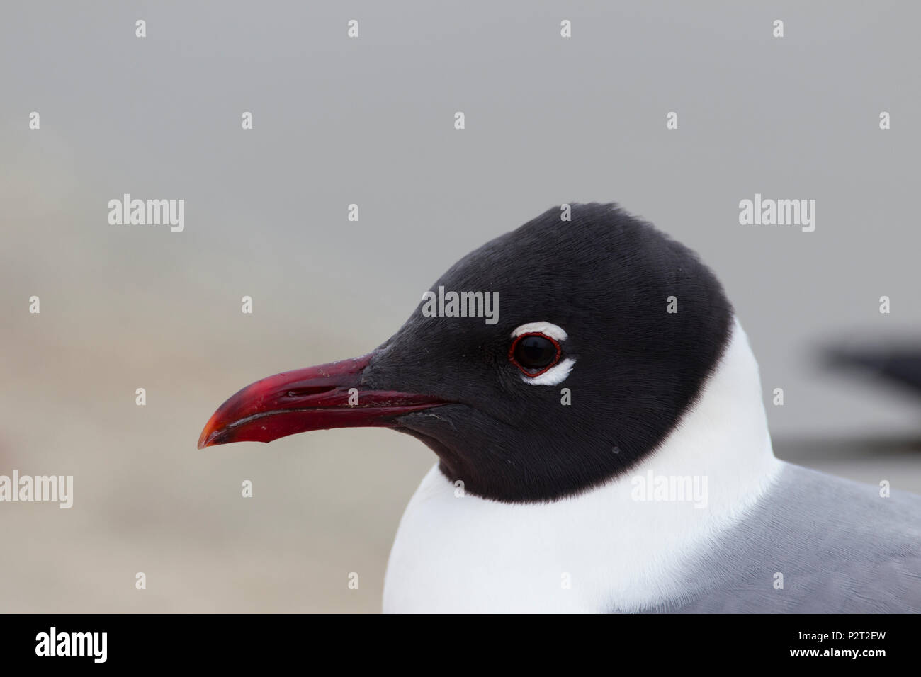 Close-up de rire des adultes reproducteurs (Leucophaeus atricilla mouette), une mouette de taille moyenne Fairhope, Alabama. Banque D'Images