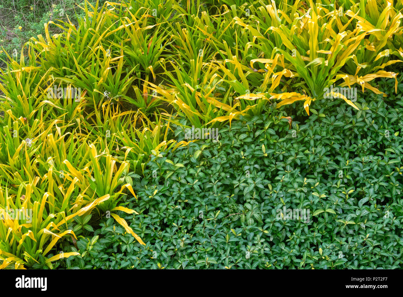 Les plantes tropicales dans un jardin sur Bornéo, Malaisie Banque D'Images