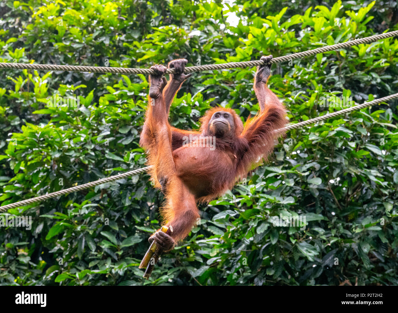 L'orang-outan adultes au Centre de réhabilitation des Orang-outans de Sepilok sur Bornéo, Malaisie Banque D'Images