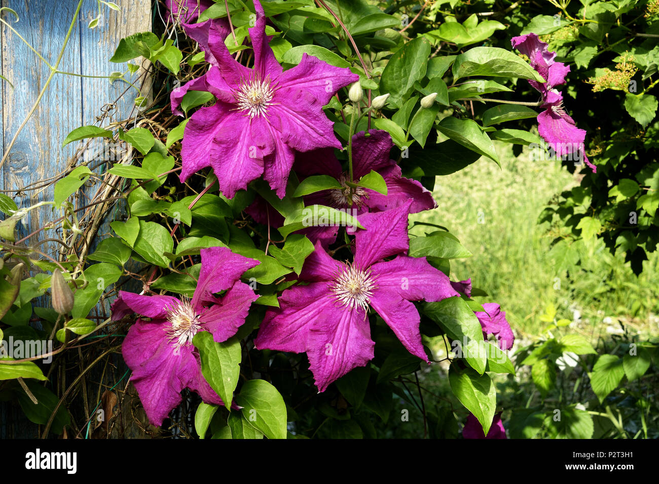 Clematis flower in Bloom (Suzanne's potager, Le Pas, Mayenne, Pays de la Loire, France). Banque D'Images
