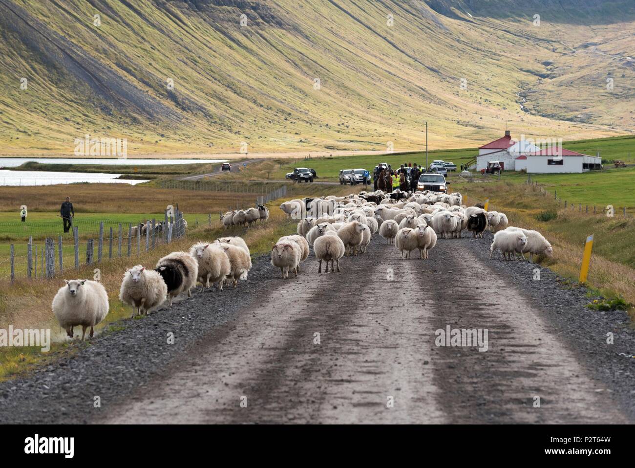 L'Islande, Fjords de l'Ouest, rettir Bolungarvik, rassemblement des moutons, Banque D'Images