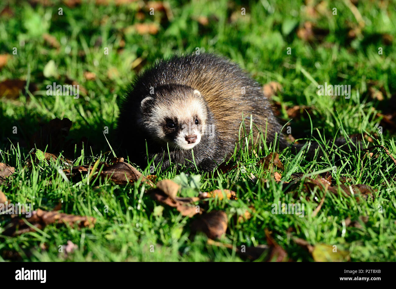 Furet chasse le long de haie Banque D'Images