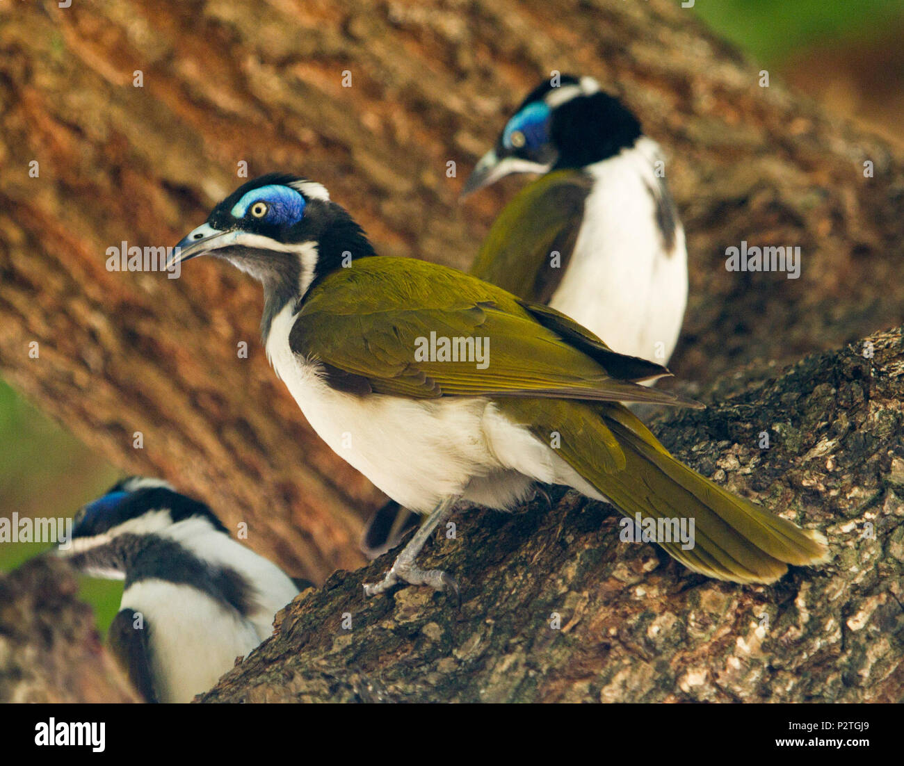 Trois belles Australian Blue-faced méliphages, Entomyzon cyanotis, sur le tronc de l'arbre à café en plein air dans le Queensland Banque D'Images