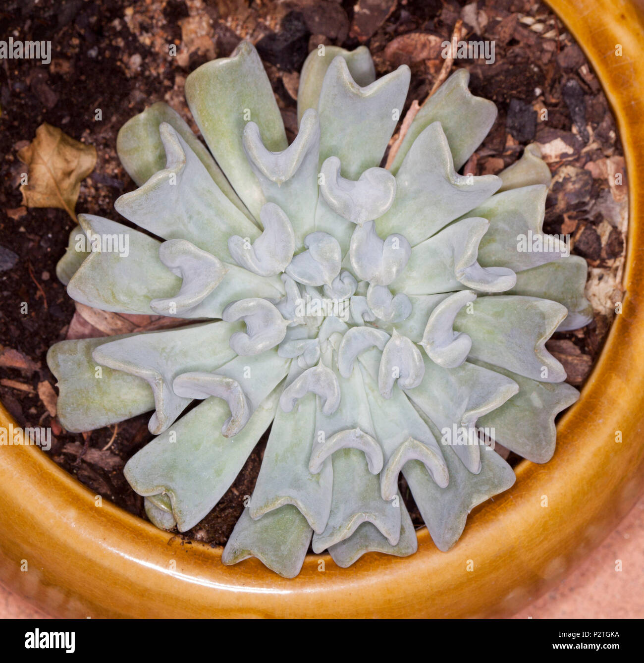 Tolérant la sécheresse décoratif plante succulente Echeveria runyonii 'Topsy Turvy' avec des feuilles gris bleu en rosette symétrique dans le récipient en croissance Banque D'Images