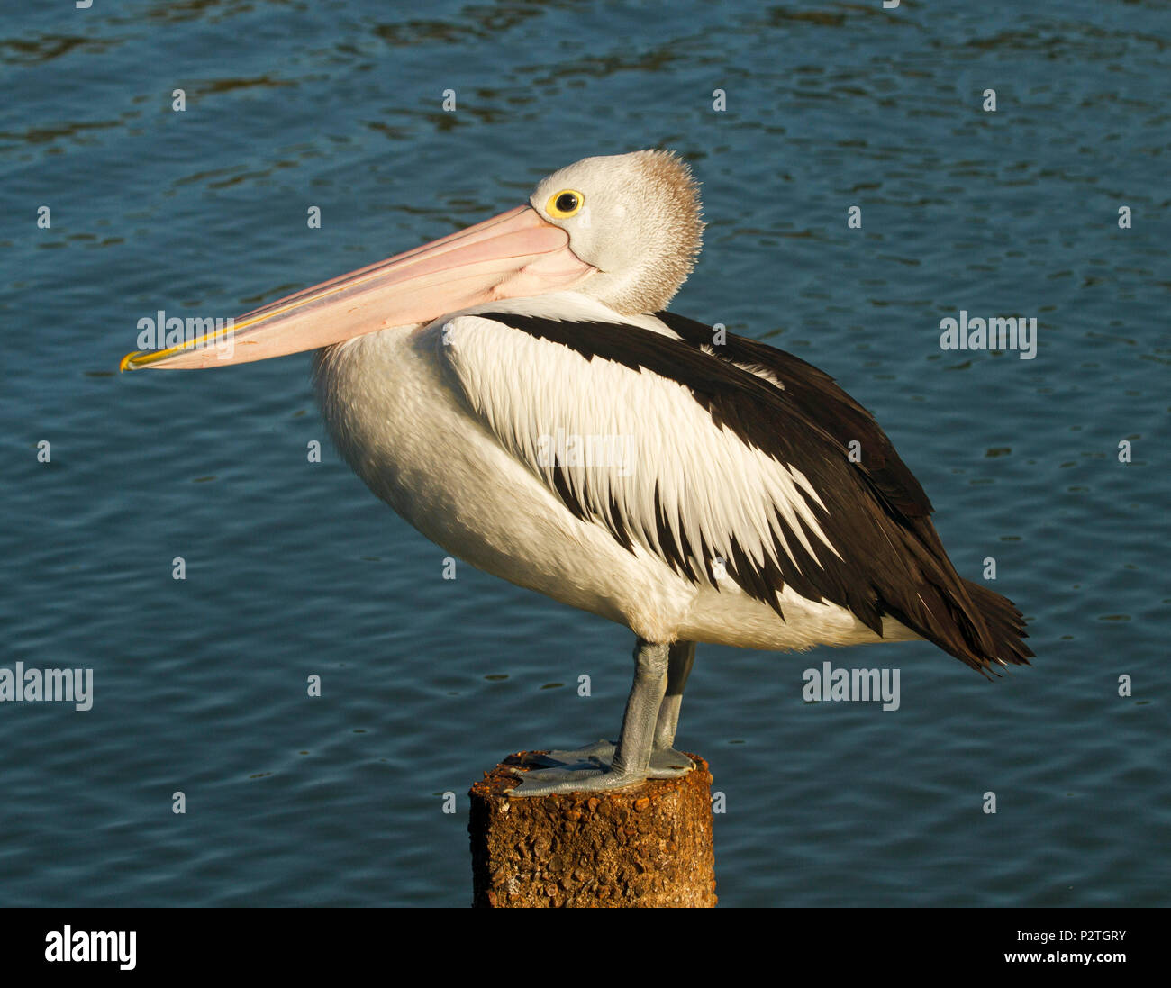 Australian pelican se percher sur un poster dans le calme eaux bleues du lac à Bundaberg, Queensland jardins botaniques Banque D'Images