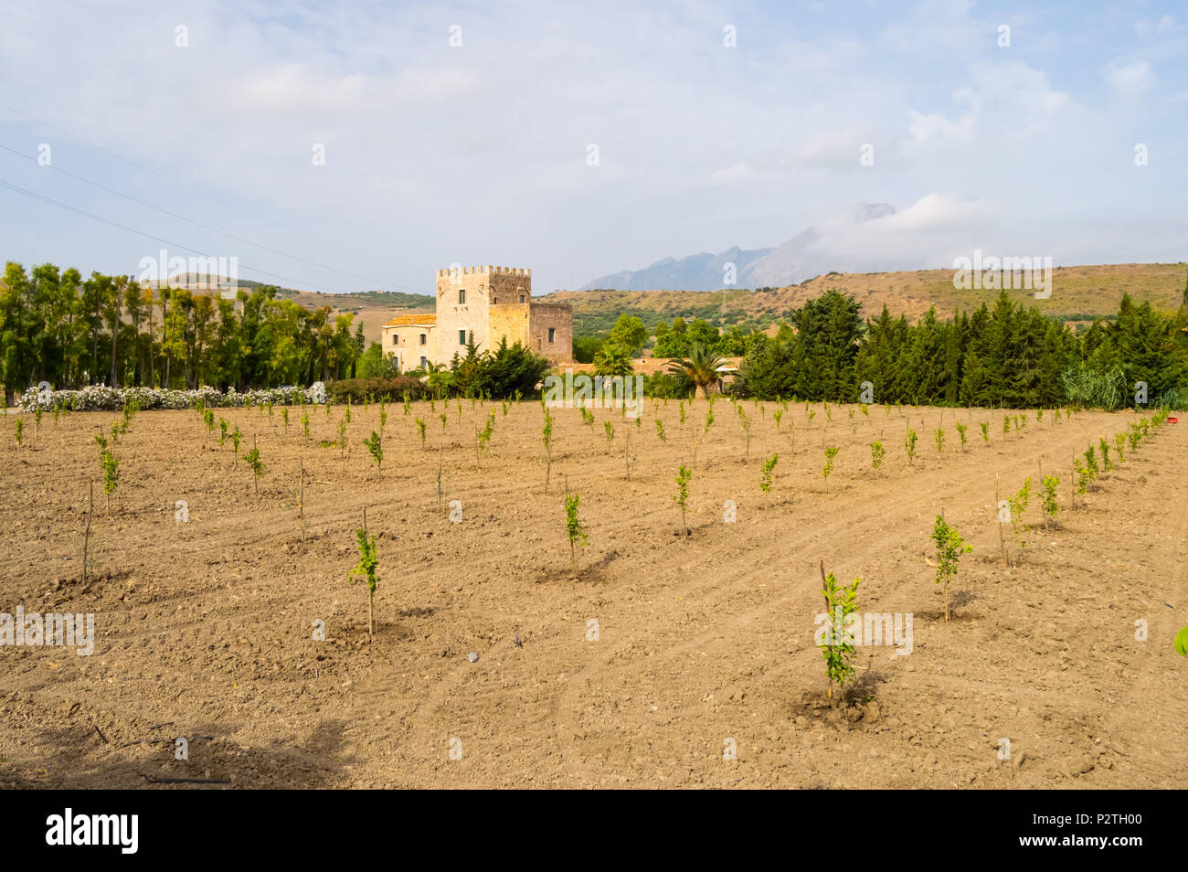 Vue d'un champ de jeunes pommiers en face du château de Garbonogara près de Campofelice di Rossaria en Sicile Banque D'Images