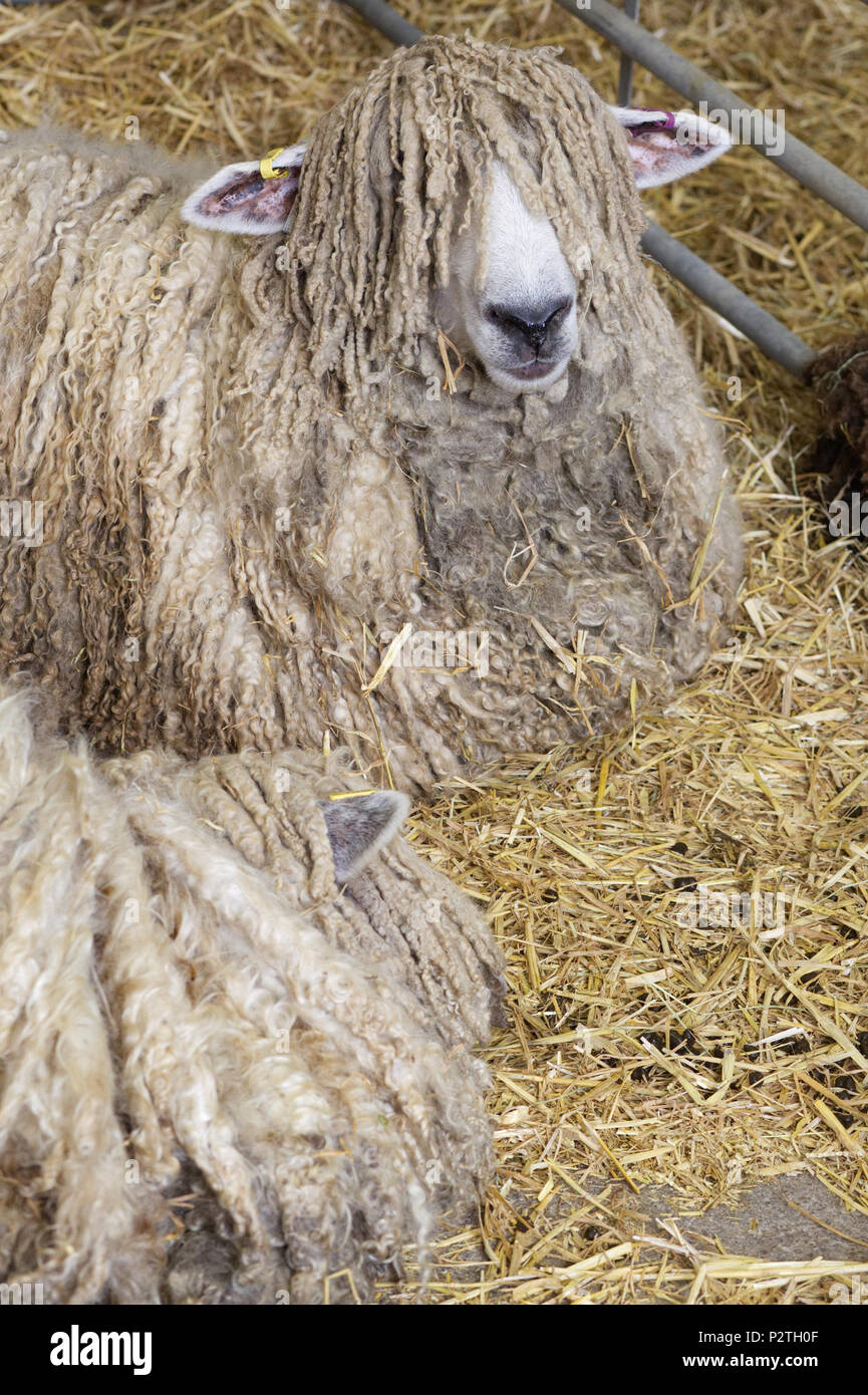 Lion de Cotswold moutons dans un enclos Banque D'Images