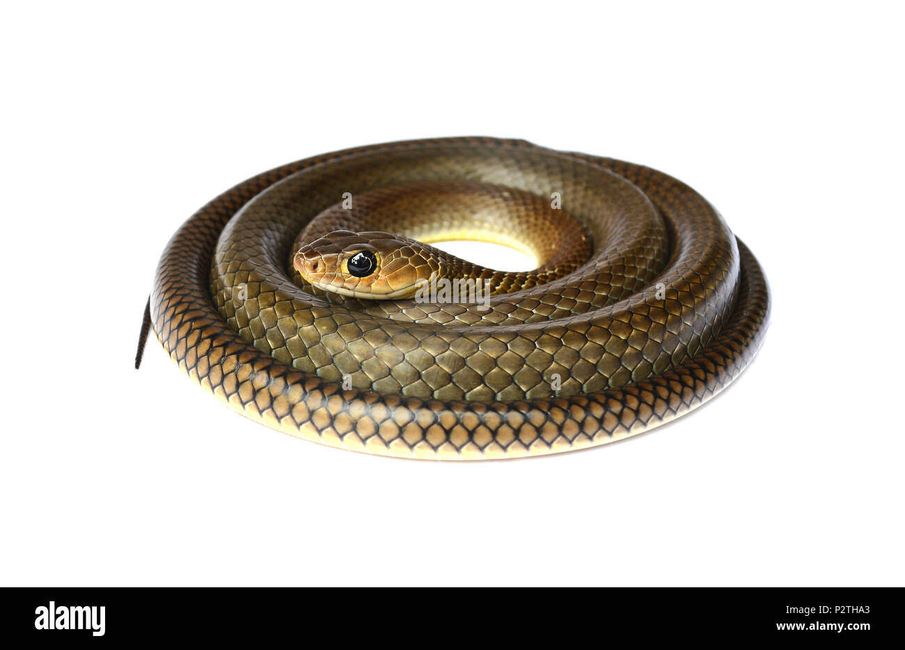 Snake isolated on white Banque D'Images