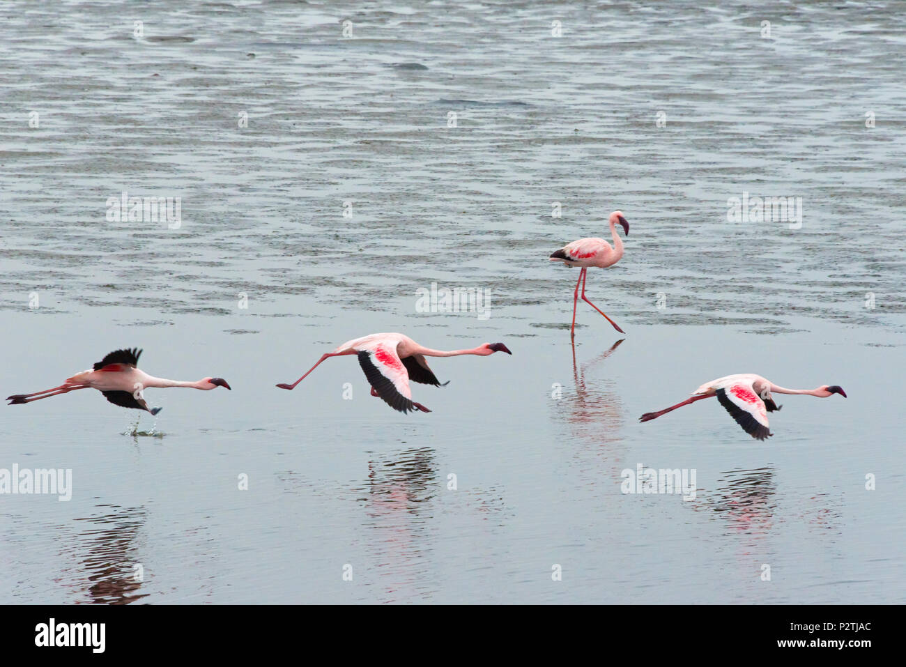 Les flamants, Walvis Bay, région d'Erongo, Namibie Banque D'Images