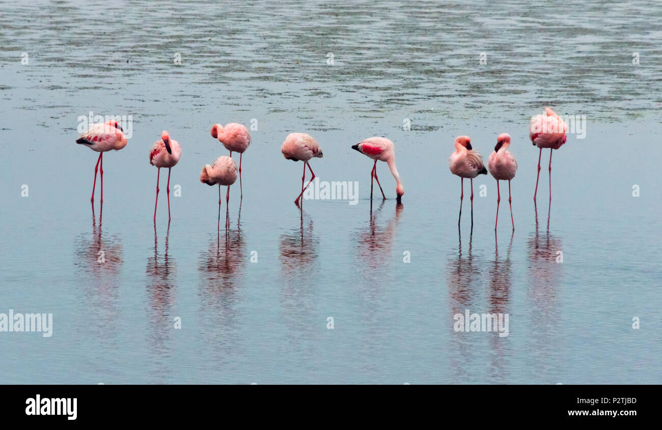Les flamants, Walvis Bay, région d'Erongo, Namibie Banque D'Images