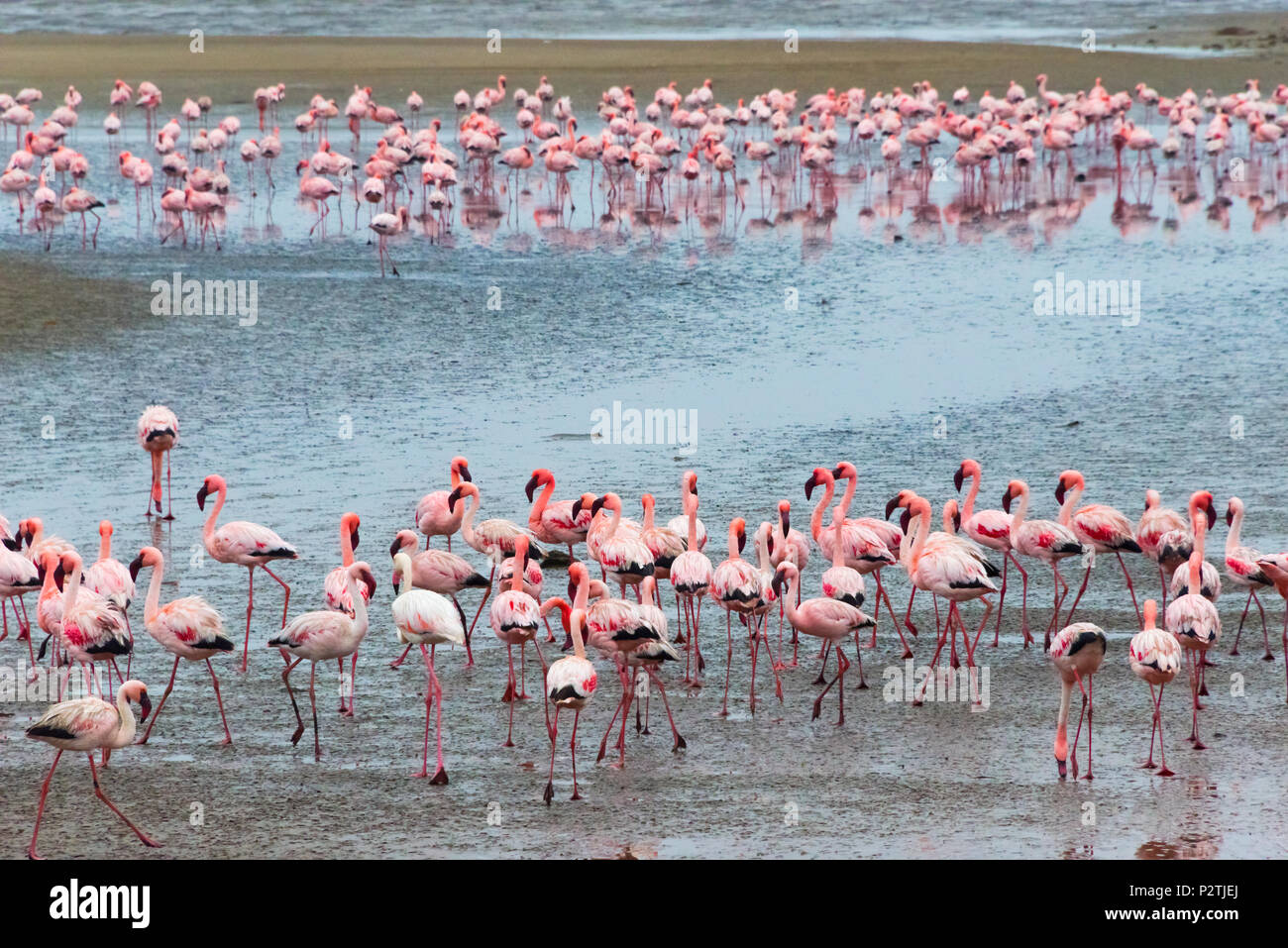 Les flamants, Walvis Bay, région d'Erongo, Namibie Banque D'Images