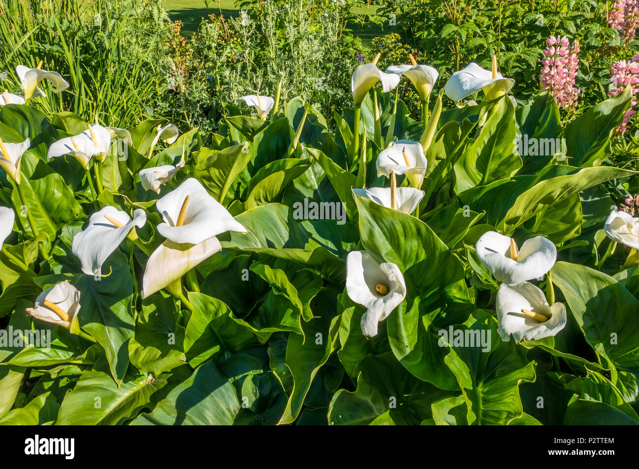 Arum,Lily,Parc,jardin,lit de fleur Banque D'Images