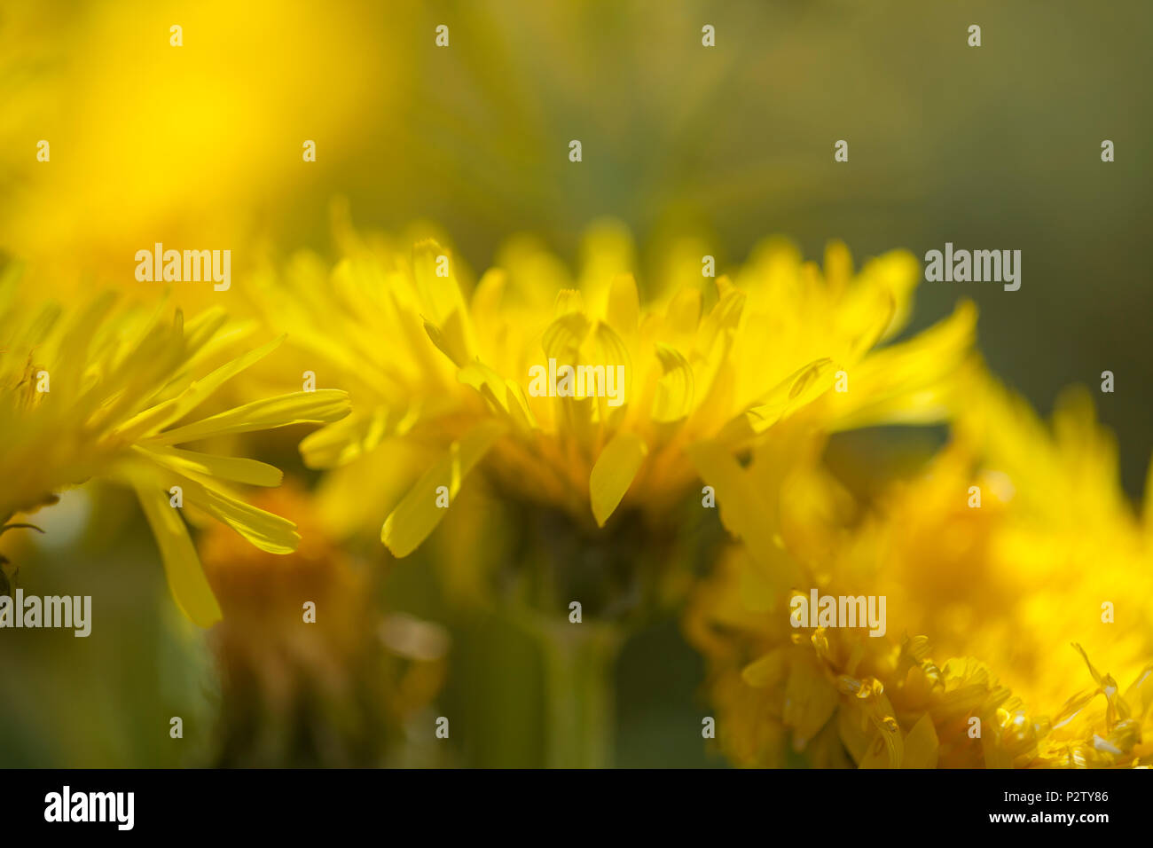 La flore de Gran Canaria - Sonchus acaulis, pant endémique à l'hôtel, central Banque D'Images