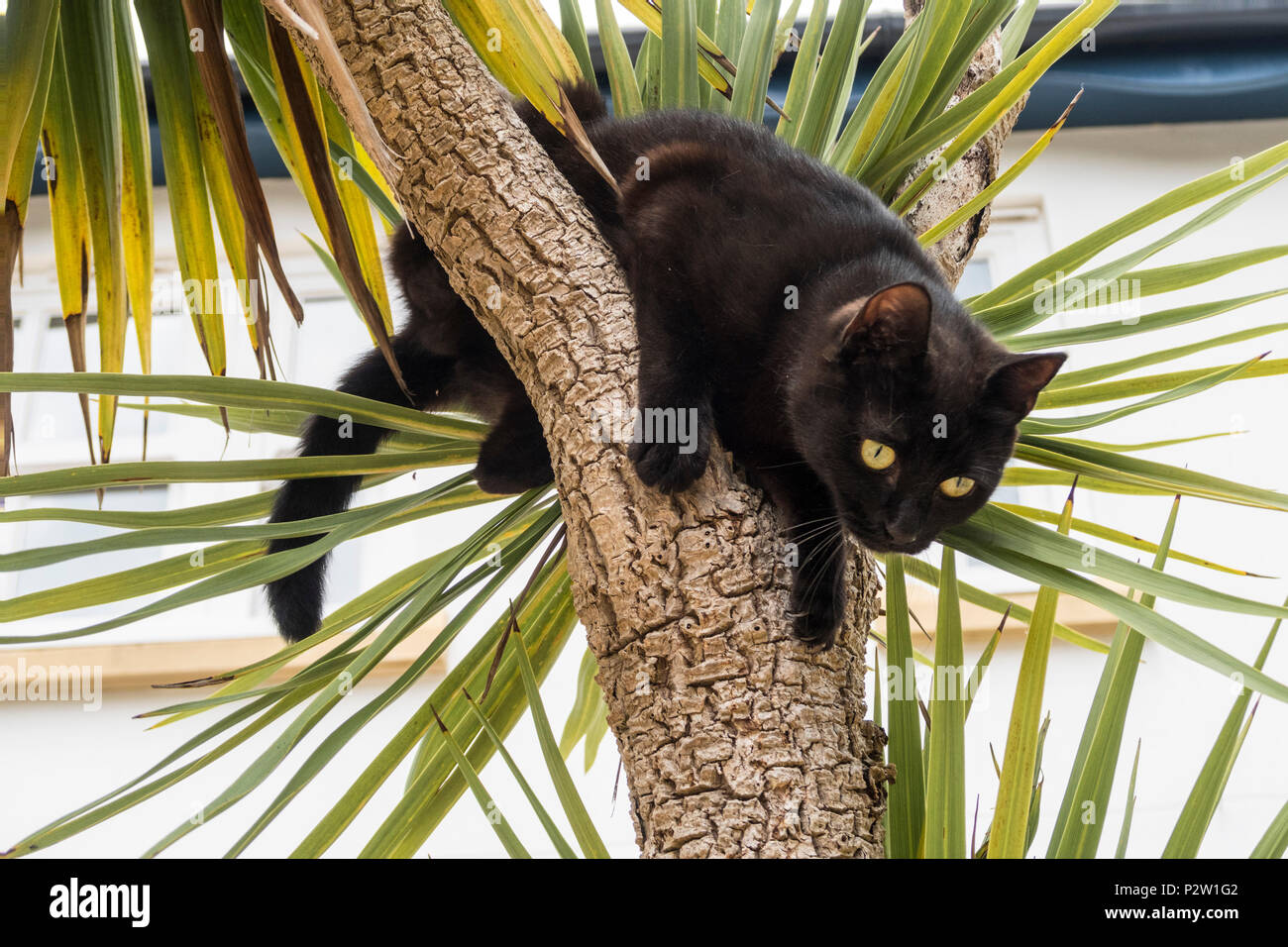 Jeune black cat grimper un palmier (cordyline australis) Devon dans un jardin. Banque D'Images