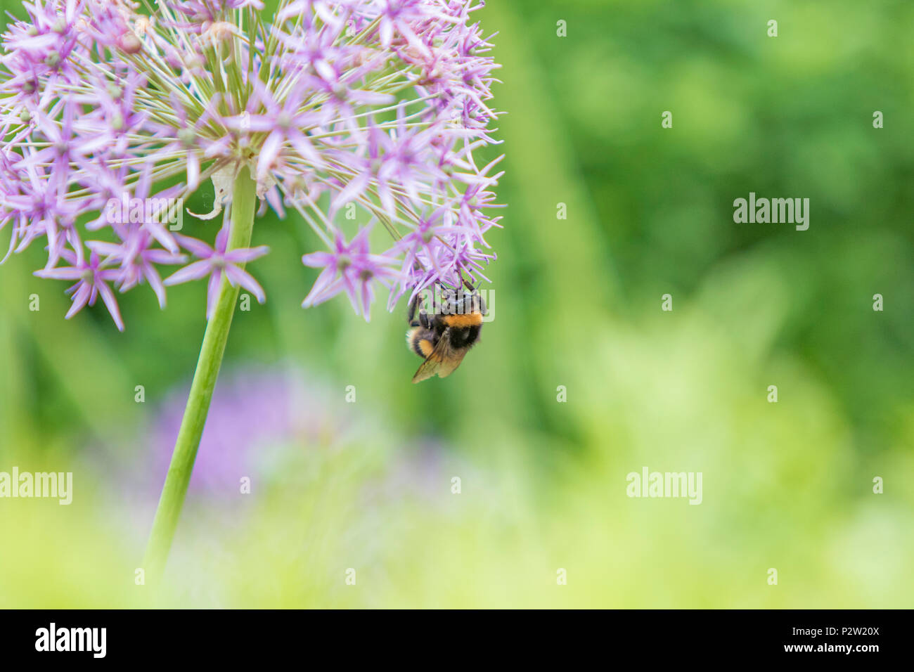 Une abeille sur un Allium flowerhead. Banque D'Images