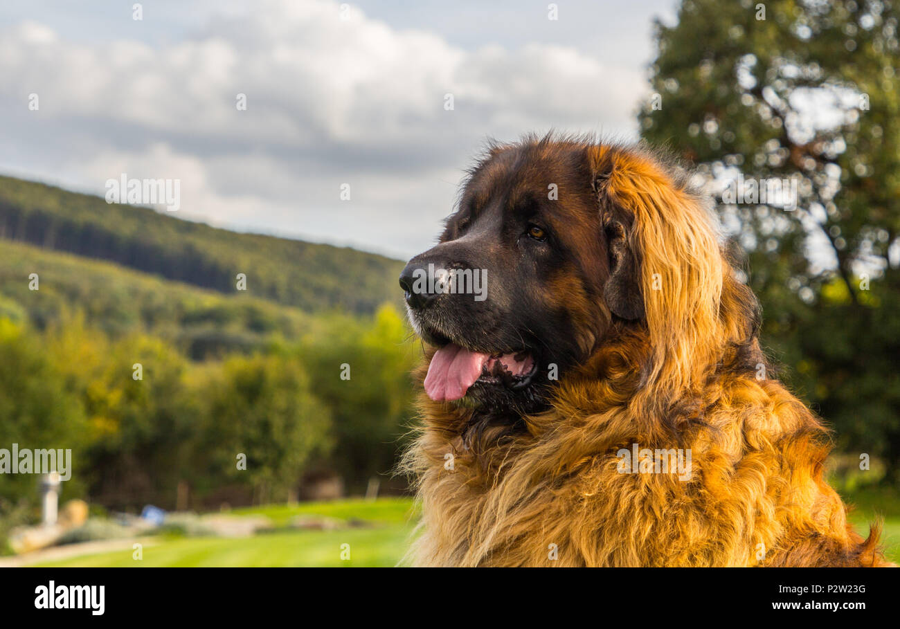 leonberger-pup-banque-de-photographies-et-d-images-haute-r-solution