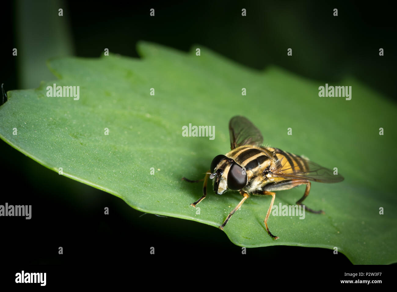 Un petit noir jaune (Helophilus pendulus hoverfly, Syrphidae) assis sur une feuille verte Banque D'Images