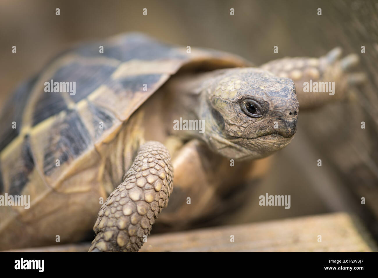 Portrait de la tortue (Testudo hermanni boettgeri) grimper sur un morceau de bois Banque D'Images