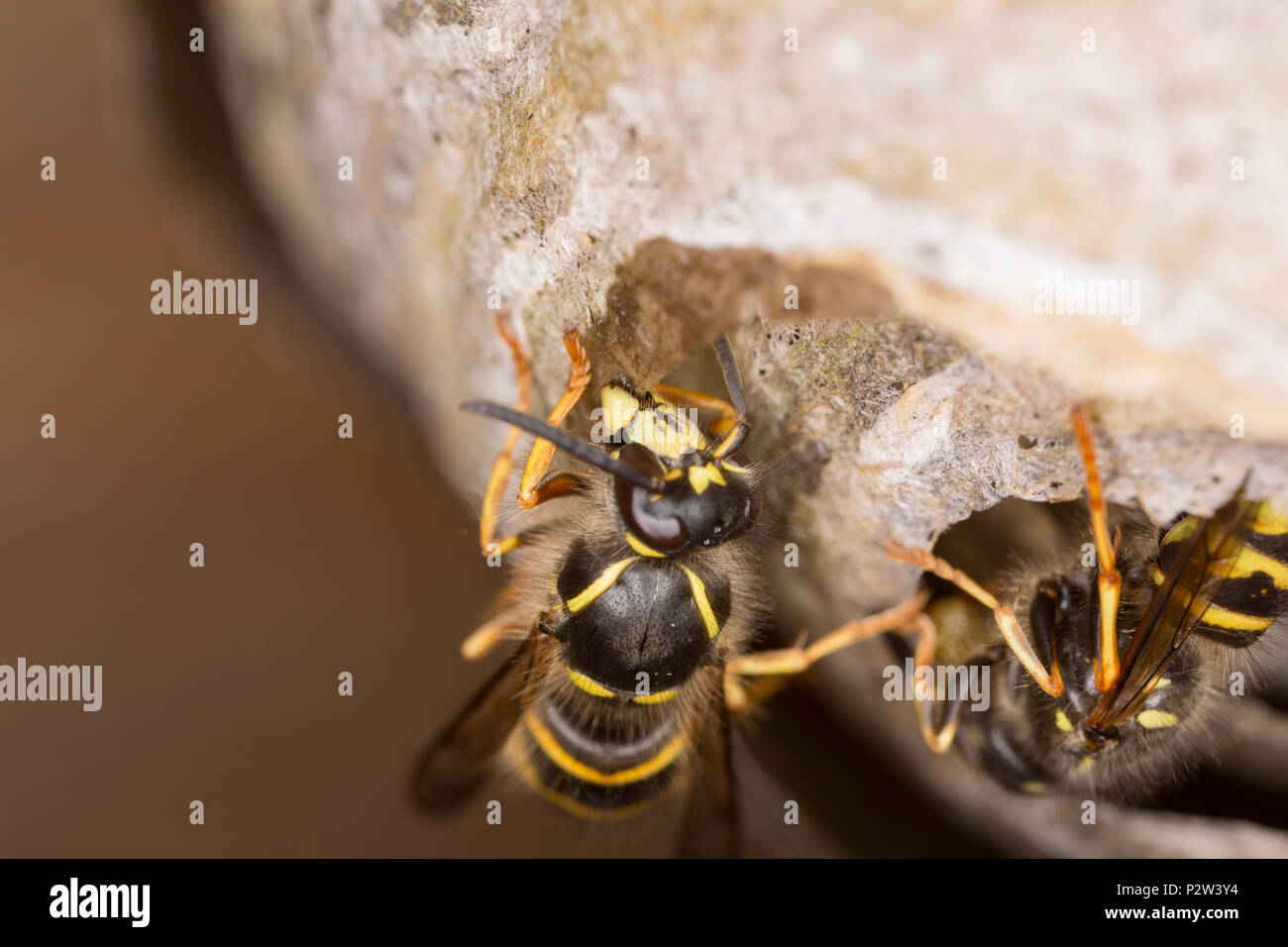 Une guêpe à l'intérieur d'un vieux bâtiment en bois de rempotage son nid dans le pavillon à l'aide de la salive et de pâte de bois pour ajouter des couches successives. La guêpe semble Banque D'Images