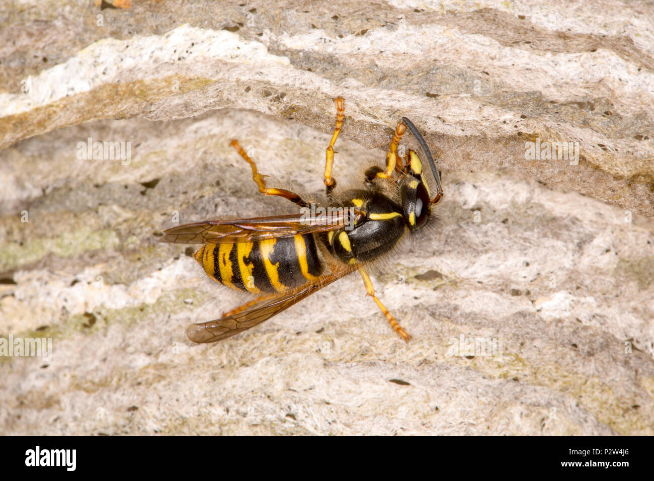Une guêpe à l'intérieur d'un vieux bâtiment en bois de rempotage son nid dans le pavillon à l'aide de la salive et de pâte de bois pour ajouter des couches successives. La guêpe semble Banque D'Images