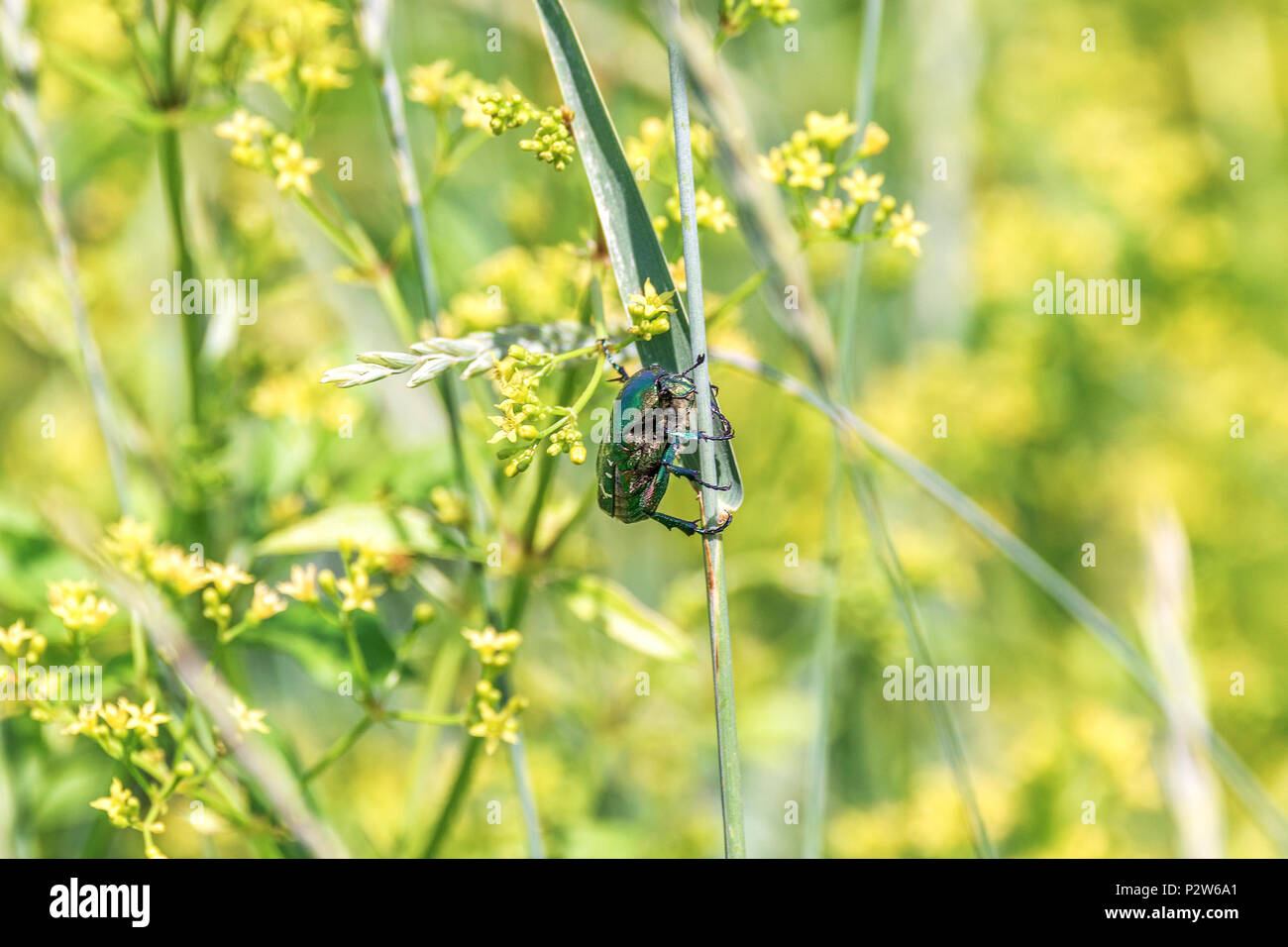 Une image d'un brillant vert ponderosa se trouve sur un brin d'herbe dans un champ Banque D'Images