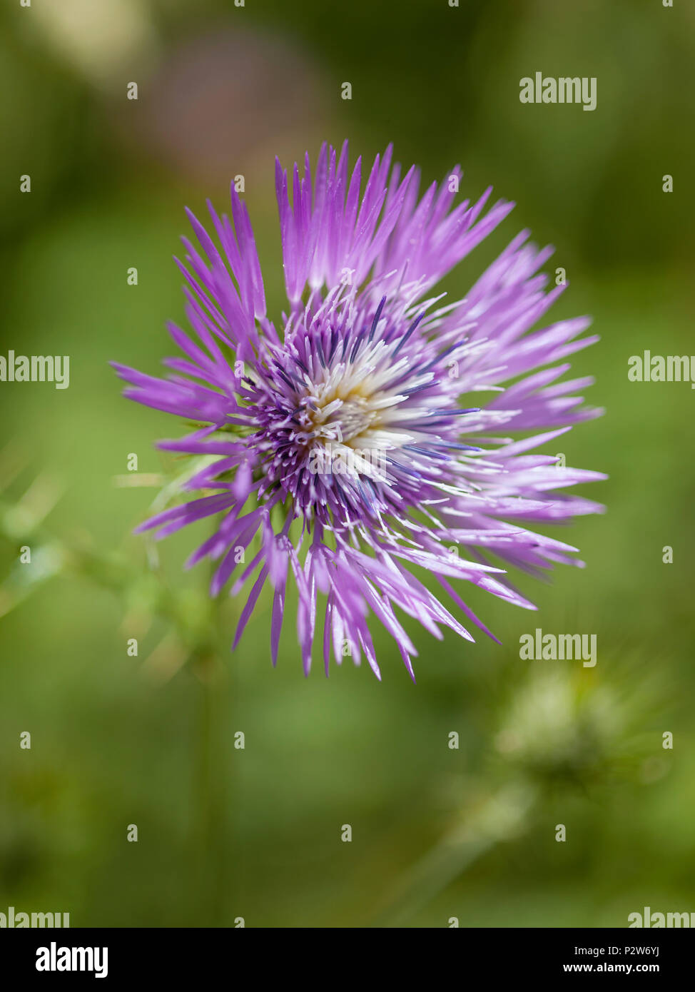 La flore de Gran Canaria - Galactites tomentosa, chardon pourpre Banque D'Images
