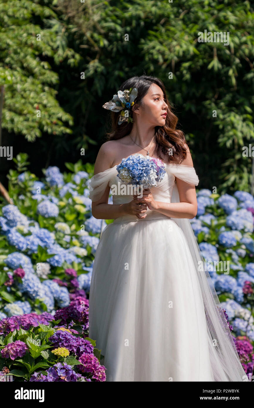 Taipei, 4 juin : Belle robe femme en blanc debout dans Hydrangea macrophylla blossom le 4 juin 2018 à Taipei, Taïwan Banque D'Images