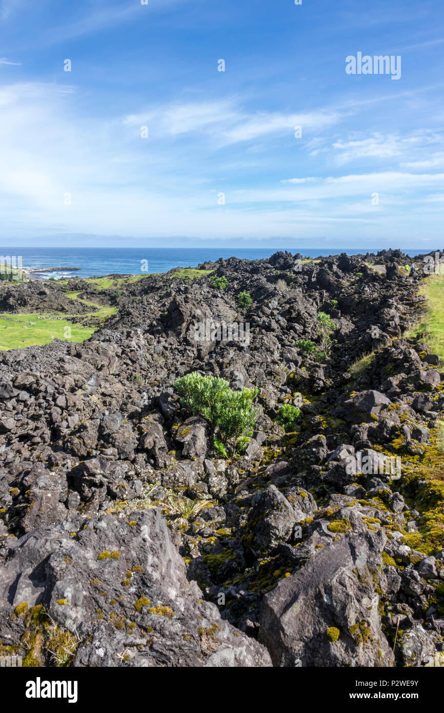 Champ de lave avec la végétation, Tristan da Cunha, Territoires britanniques d'outre-mer, océan Atlantique Sud Banque D'Images