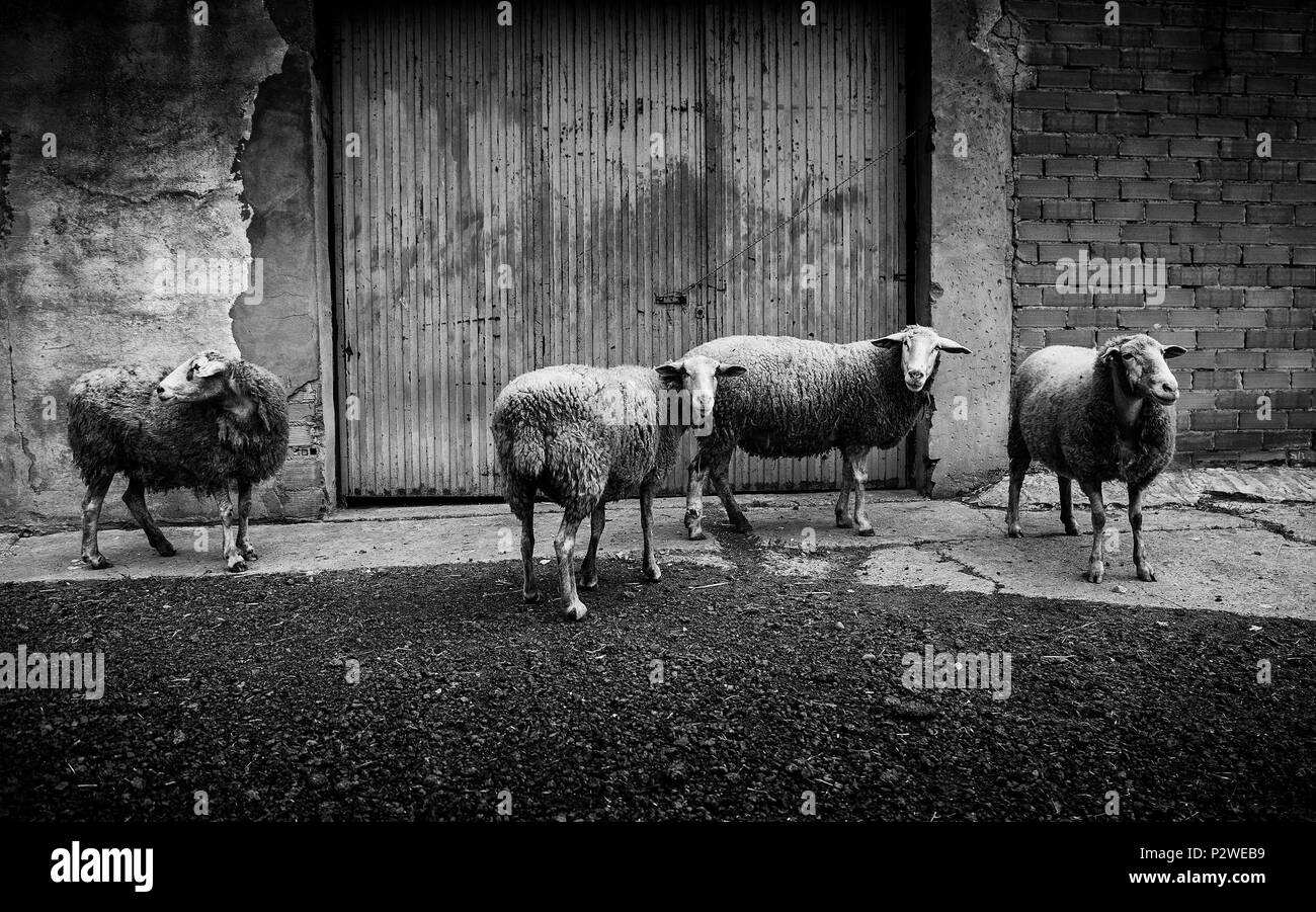 L'alimentation des moutons à la ferme, détail pet Banque D'Images