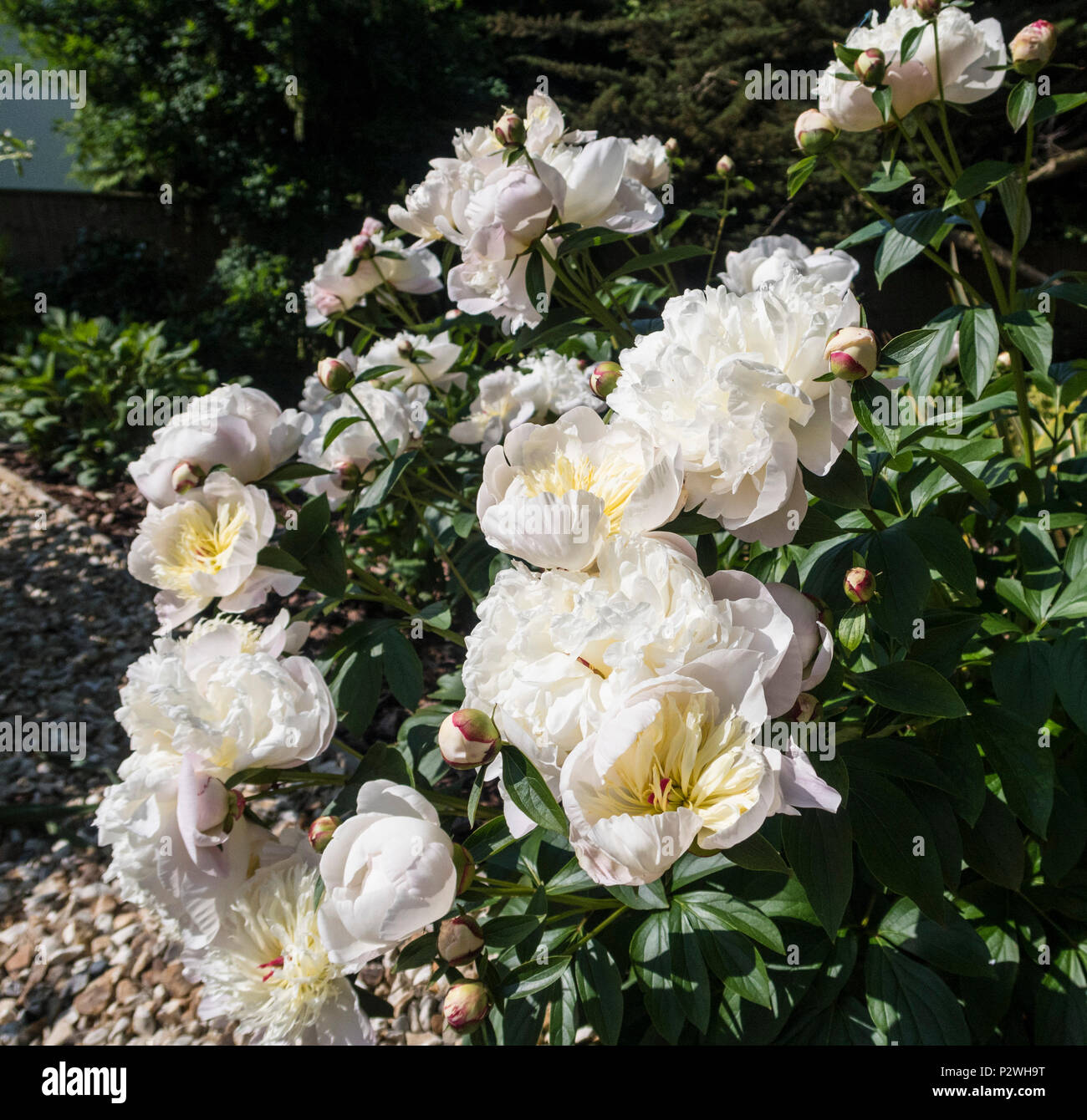 Très parfumé blanc et parfumé pivoine Duchesse de Nemours Banque D'Images