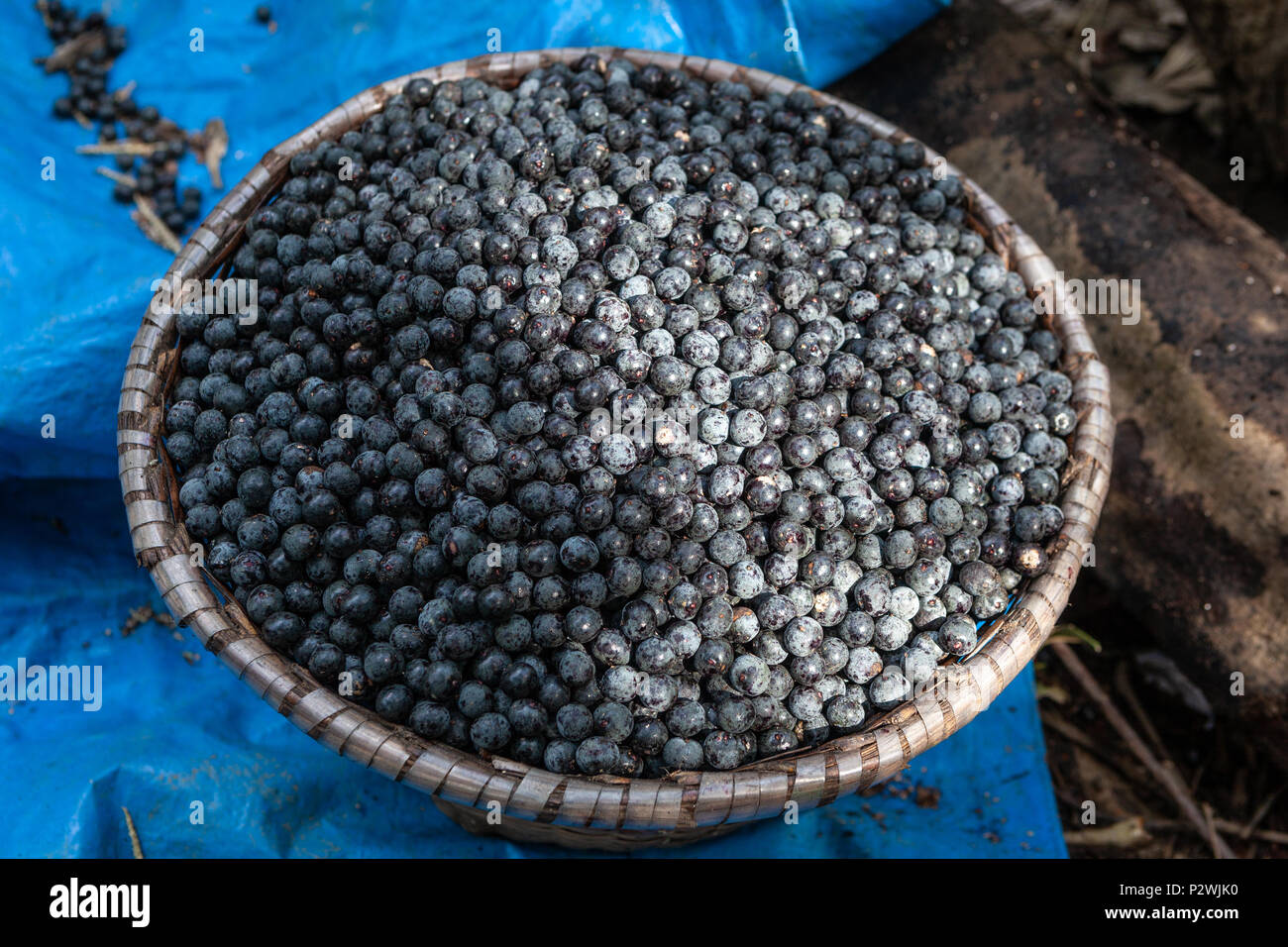 Panier de paille fraîche pleine de baies d'acai de vendre à une foire dans la ville de Belém, au Brésil. Banque D'Images