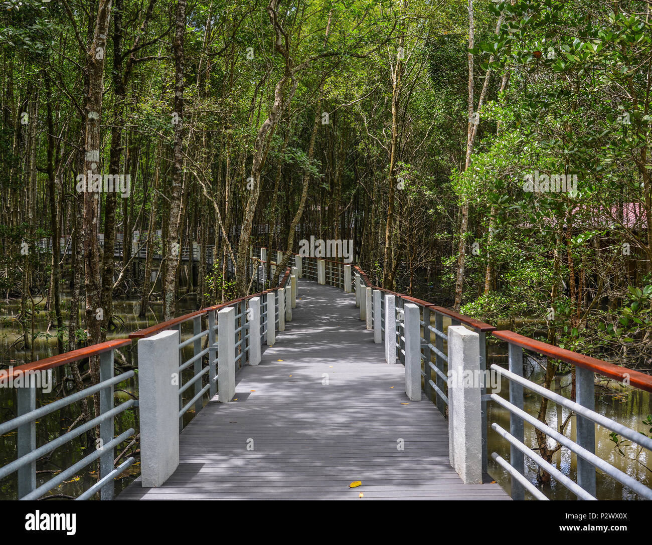Sentier de randonnée à travers l'épaisse jungle de mangroves naturelles via nos 800 mètres de long board à pied à Langkawi, Malaisie. Banque D'Images