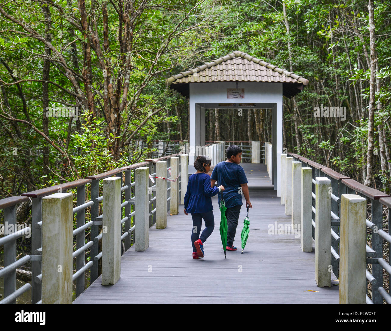 Langkawi, Malaisie - 1 mai 2018. Sentier de randonnée à travers l'épaisse jungle de mangroves naturelles via nos 800 mètres de long board à pied à Langkawi, Malaisie. Banque D'Images