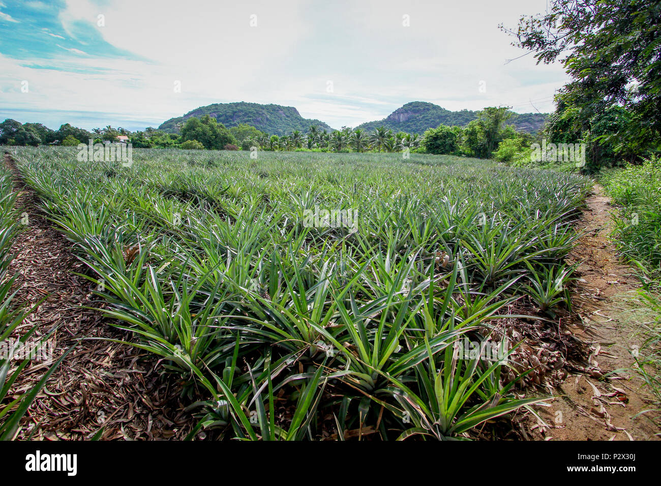 Ferme d’ananas Banque D'Images