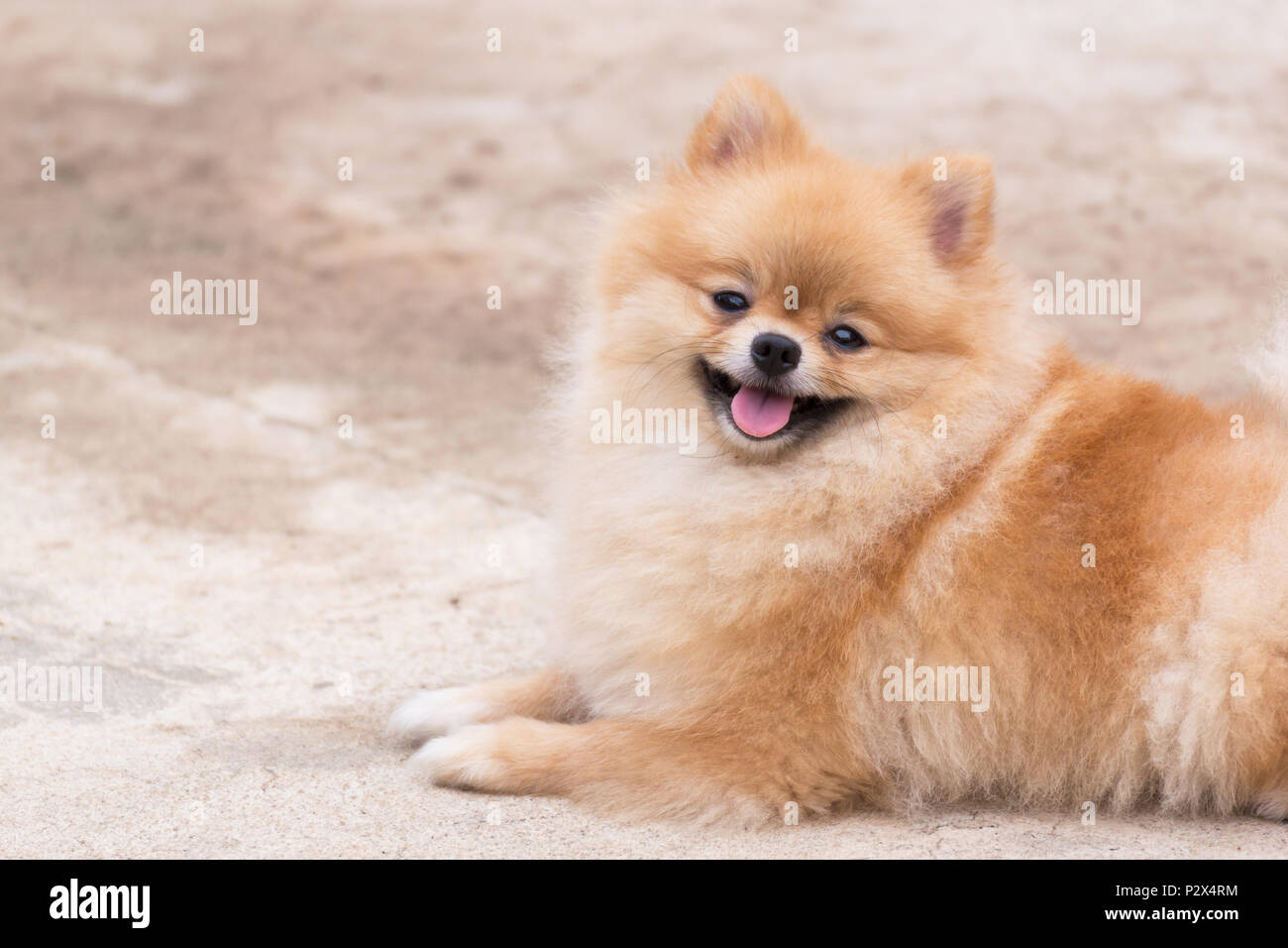 Orange chien pomeranian sourire et assis à l'extérieur. Banque D'Images