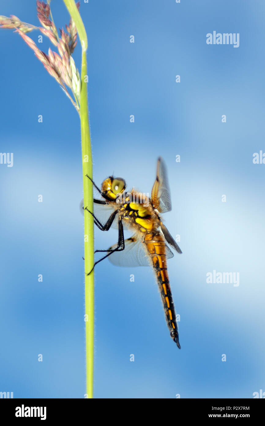 Four-spotted Chaser dragonfly Banque D'Images