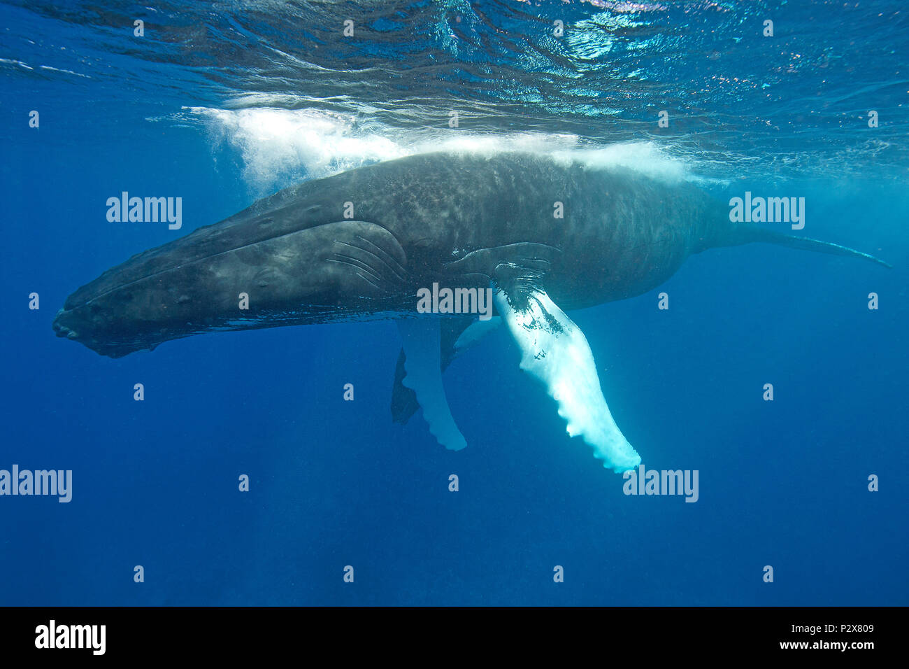 Baleine à bosse (Megaptera novaeangliae), Silverbanks, République Dominicaine Banque D'Images