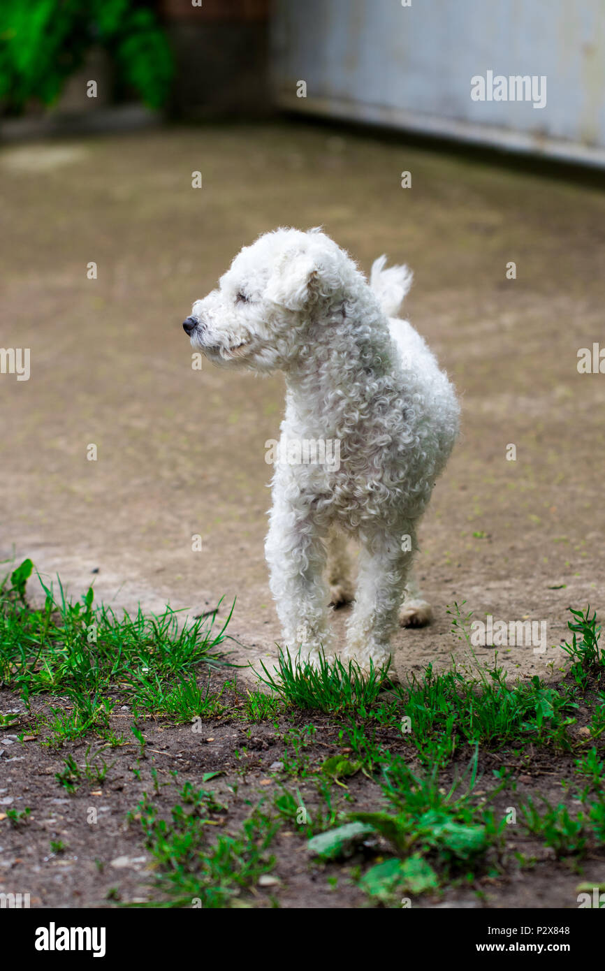 Beau chien frisé blanc dans le jardin de près. Banque D'Images