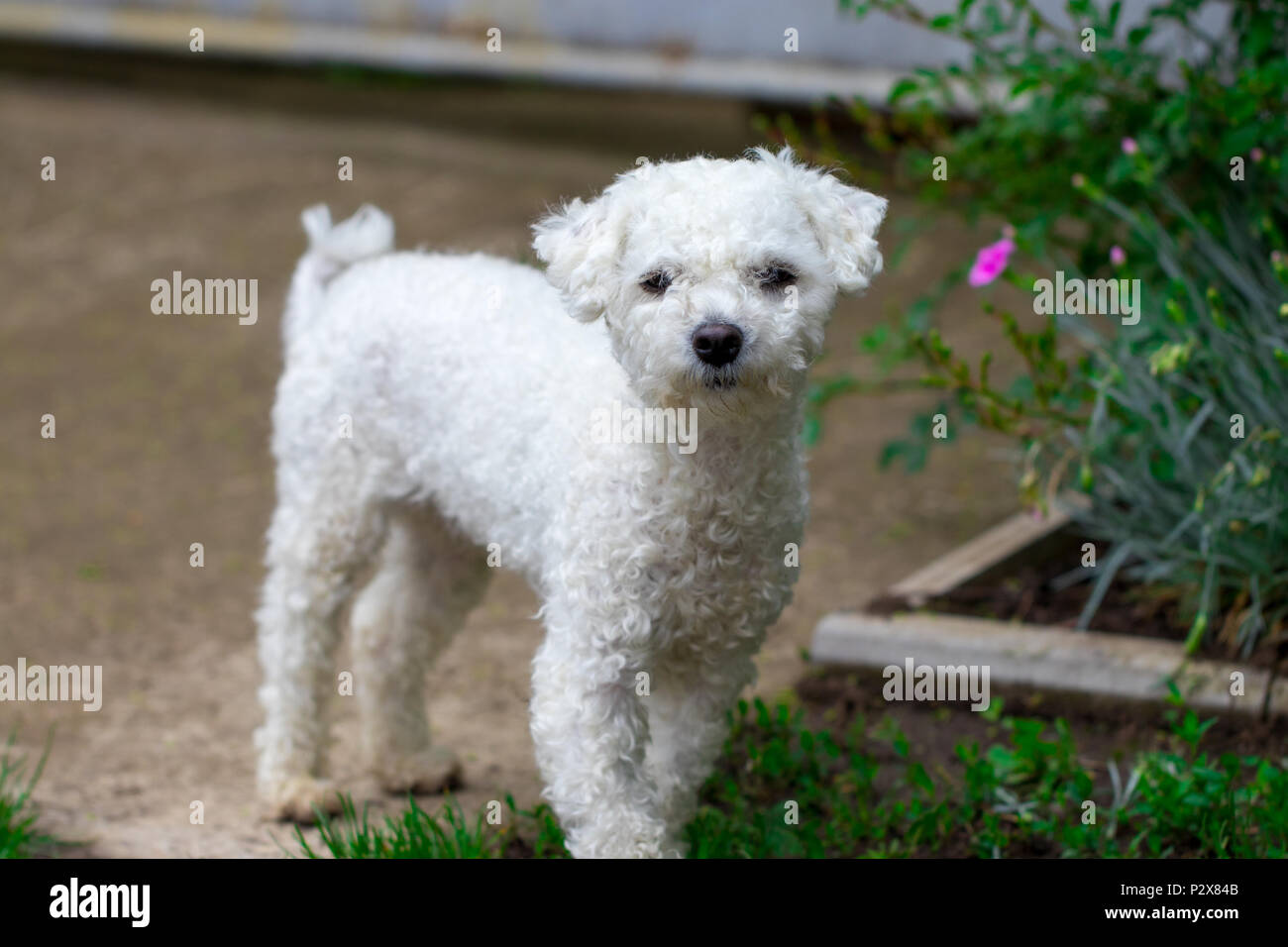 Beau chien frisé blanc dans le jardin de près. Banque D'Images