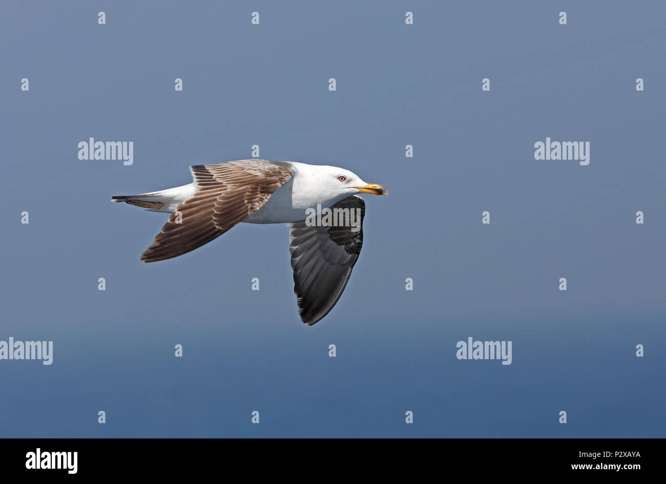 Moindre Goéland marin (Larus fuscus) deuxième été oiseau en vol Océan Atlantique au large des côtes du Portugal peut Banque D'Images