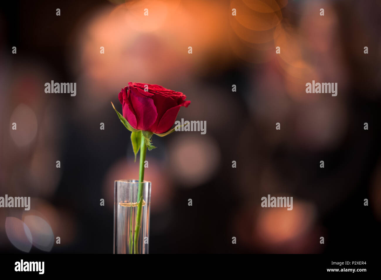 Une rose rouge dans un verre sur un fond sombre qui est éclairé par des lumières chaudes bokeh Banque D'Images
