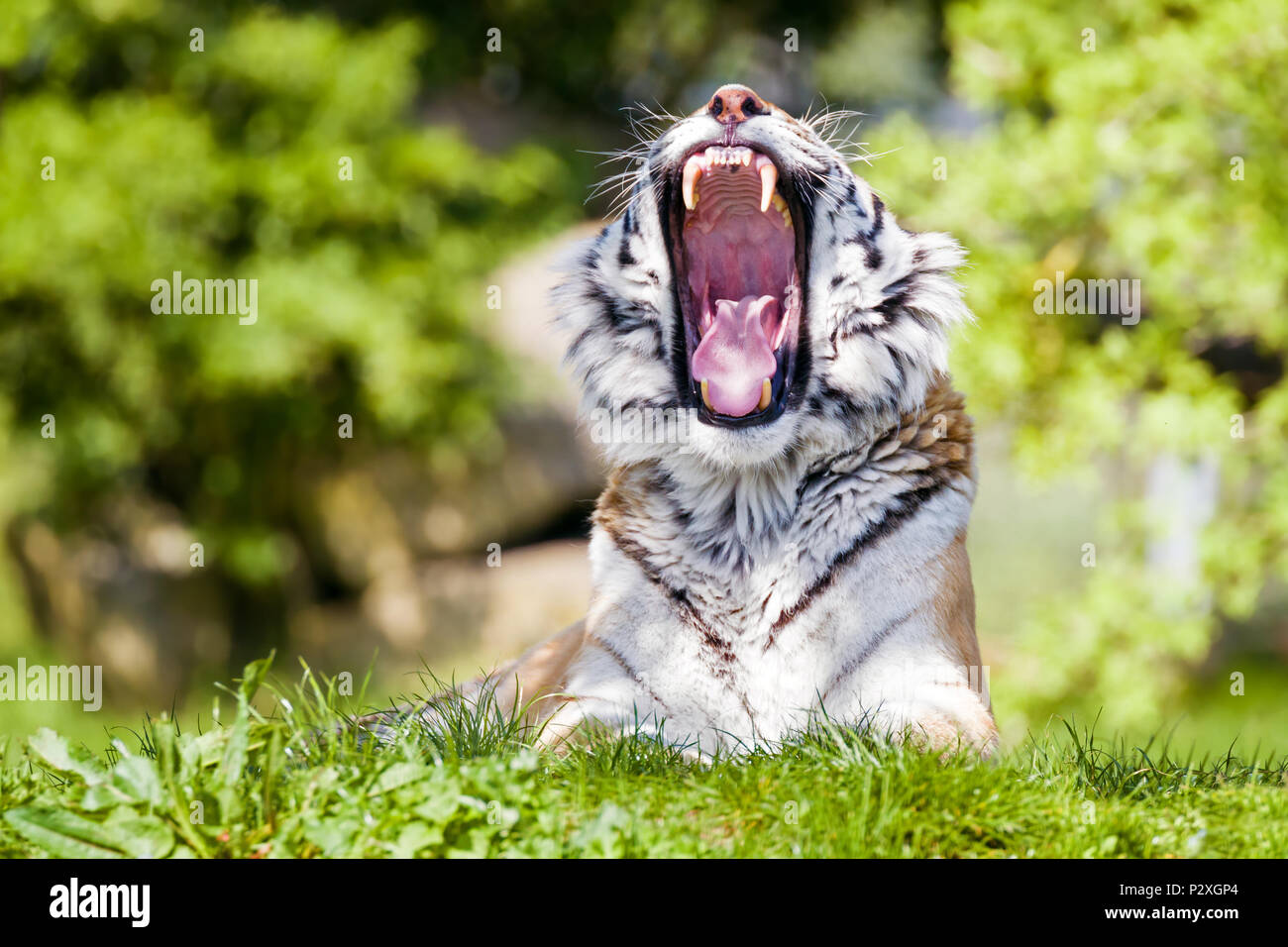 Amur, ou tigre de Sibérie, le bâillement dans le soleil de l'après-midi. Cette espèce menacée est indigène de l'extrême Est de la Russie. Banque D'Images